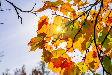 Maple leaves in autumn under sun rays