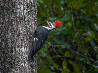 Female Pileated Woodpecker perched on side of tree.