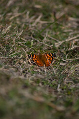 butterfly on a leaf