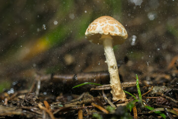 
Tiny forest mushrooms, macro photo, uneatable, close up of 
different species
