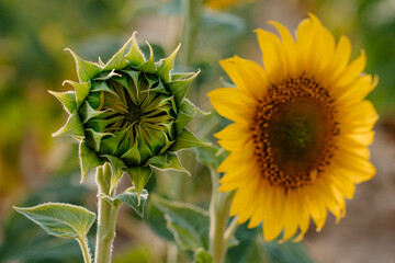 Picturesque landscape of vast agricultural field with blooming yellow sunflowers in summer countryside