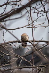 Little bird in a tree with torns
