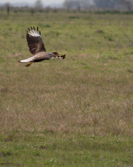 Big hunter bird flying