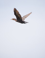 Big black duck flying