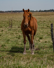 brown horse in the meadow