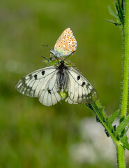 Macro shots, Beautiful nature scene. Closeup beautiful butterfly sitting on the flower in a summer garden.