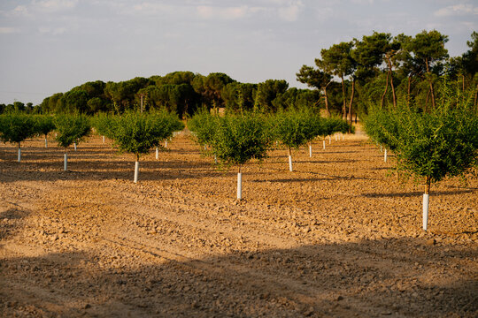 Young green pine trees growing in rows in forestry in sunny summer day with blue cloudy sky