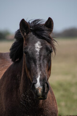 portrait of a horse