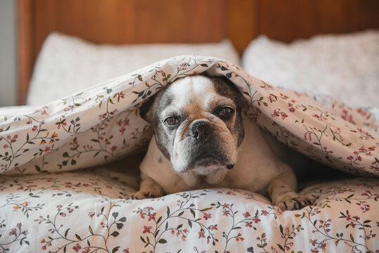Adorable French Bulldog lying on bed under soft blanket and resting at home while looking at camera
