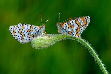 Macro shots, Beautiful nature scene. Closeup beautiful butterfly sitting on the flower in a summer garden.