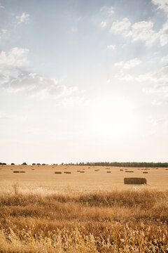 Rolls of golden hay on peaceful agricultural field under clear blue sky in countryside