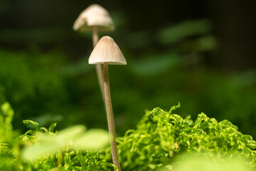 Mycena,
tiny forest mushrooms, macro photo