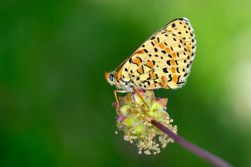 Macro shots, Beautiful nature scene. Closeup beautiful butterfly sitting on the flower in a summer garden.