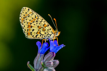 Macro shots, Beautiful nature scene. Closeup beautiful butterfly sitting on the flower in a summer garden.