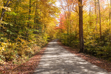 Stunning autumn colours along a narrow dirt road on a sunny day. Groton, State Forest, VT, USA.