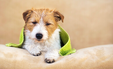 Lazy sleepy cute jack russell terrier dog resting after a shower in a green towel, pet grooming concept with copy space
