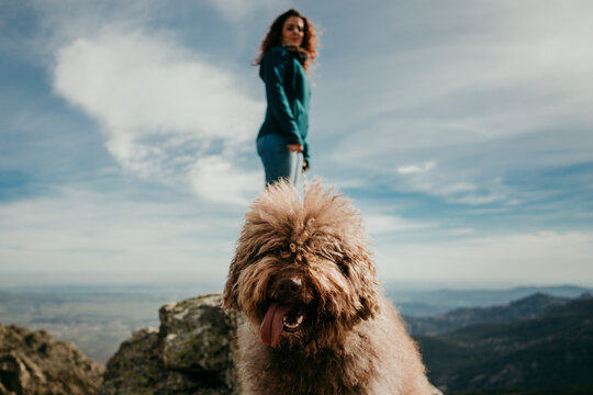 Cute furry Labradoodle with sticking out tongue standing near woman in Puerto de la Morcuera mountains on cloudy day in Spain