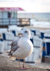 Seagull at Westerland beach, Sylt, Germany