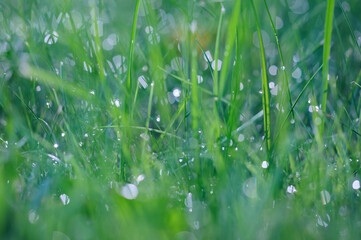 Abstract blurred background of green grass with dew drops. Bokeh, morning freshness.