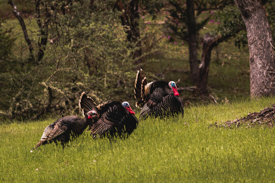 Horizontal image of male toms wild turkey displaying their plume of puffed feathers and red and blue gobble to prospective female mates in a green field with forest trees in the background.