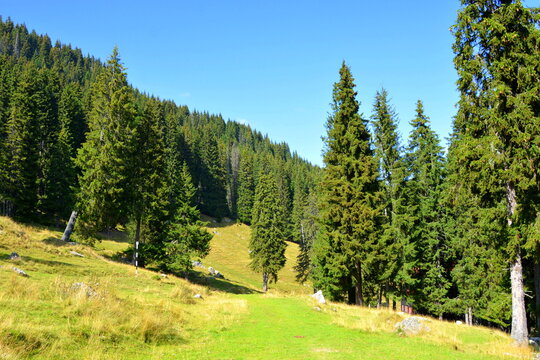 Typical landcsape in the mountains and forests of Transylvania. Bucegi Massif, Carpathian Mountains, Romania
