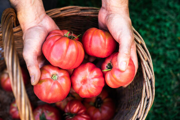 From above of crop anonymous male gardener putting ripe red tomatoes to wicker basket while harvesting vegetables in summer garden