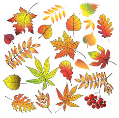 Set of autumn leaves - maple, birch, ash, mountain ash, chestnut, poplar, oak. Isolated on a white background. Stock vector illustration.