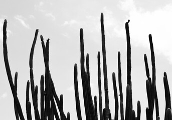 wallpaper - cactos do sert&atilde;o