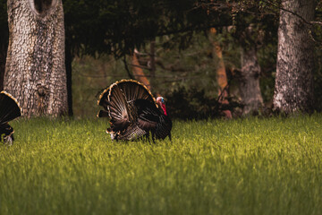 Horizontal image of male toms wild turkey displaying their plume of puffed feathers and red and...