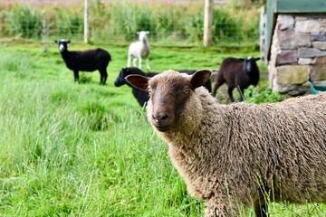 Group of sheep looking around and eating grass