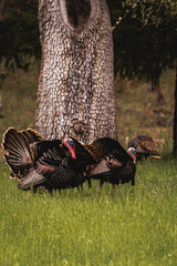 Horizontal image of male toms wild turkey displaying their plume of puffed feathers and red and...