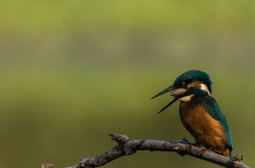 Eisvogel ( Alcedo atthis ) mit Fisch im Schnabel , in einem Naturschutzgebiet , in Brandenburg