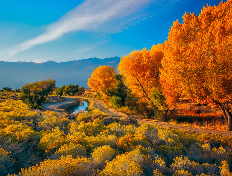 Fall cottonwoods line a water canal in the Owen's River Valley in the evening light in Central California.