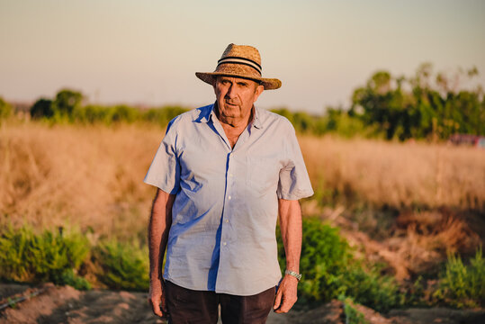 Confident elderly male farmer in straw hat looking at camera while standing against blurred background of agricultural field in sunny summer day