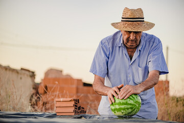Elderly male farmer in straw hat standing in village and checking ripeness of fresh watermelon