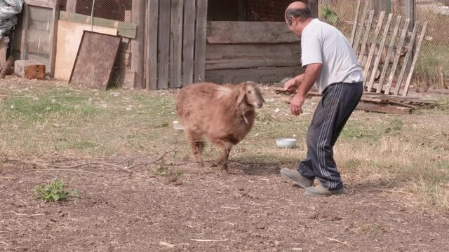 elderly man plays with tamed lamb in farm yard of village house