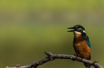 Eisvogel ( Alcedo atthis) male bird in einem Naturschutzgebiet in Brandenburg 