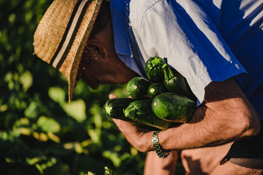 Side view of unrecognizable elderly male farmer in straw hat carrying pile of ripe green zucchini while harvesting vegetables in agricultural field in summer day