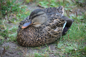 duck on grass beak in feathers mallard bird