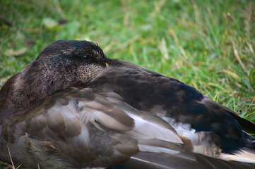 mallard duck beak in feathers resting on grass