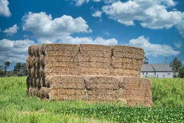 hay bales in the field