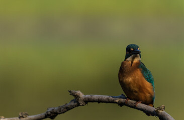 Eisvogel ( Alcedo atthis) male bird in einem Naturschutzgebiet in Brandenburg 