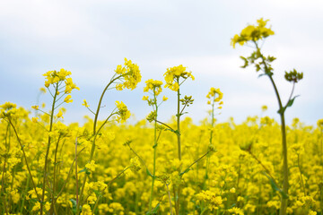 Obraz premium Sunny rape field - Blooming rapeseed, Rapeseed flowers fields from close range. Selective focus image.