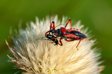 Assassin bug (Rhynocoris iracundus) with prey