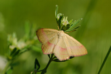 Fototapeta premium Common pink-barred moth - Rhodostrophia vibicaria