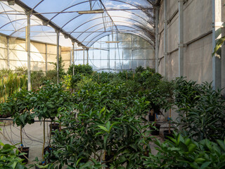 Fototapeta premium Invernadero con flores exóticas