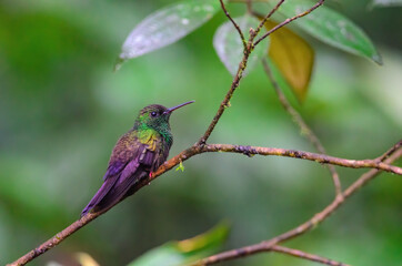 Bronze-tailed Plumeleteer (Chalybura urochrysia), Rara Avis