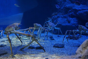 오사카 카이유칸 수족관 동물들