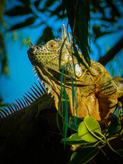 cabeza de iguana anaranjada entre ramas 