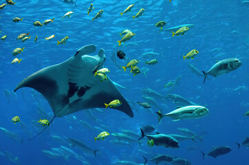 Manta Ray and other fish in Atlanta Aquarium, USA